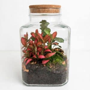 Tropical Fittonia and Calathea terrarium in a glass container with natural moss.