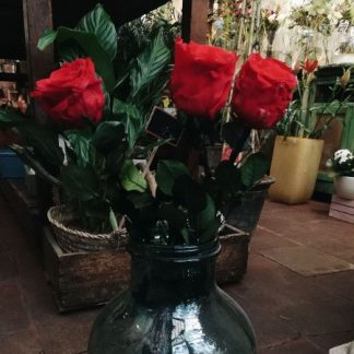 Preciosas rosas preservadas de color rojo