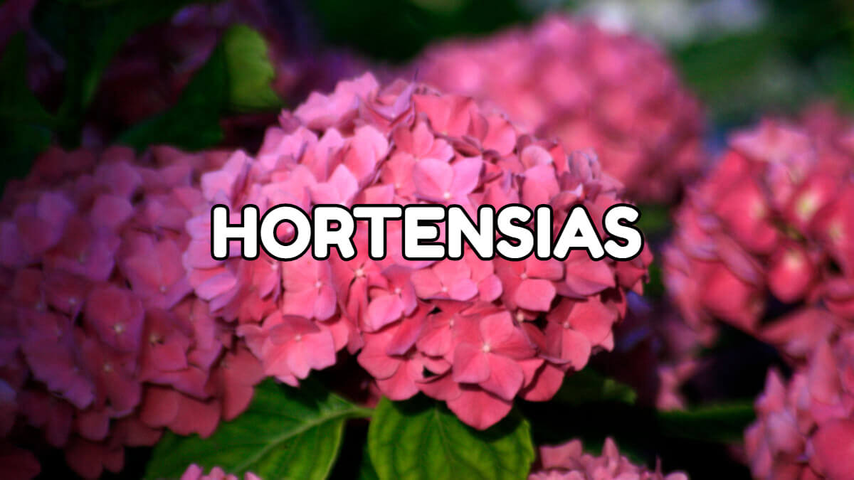 hortensia de primavera