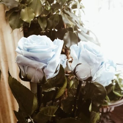 Rosa eterna azul