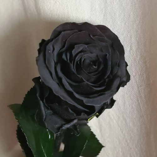 Rosa eterna de color negro