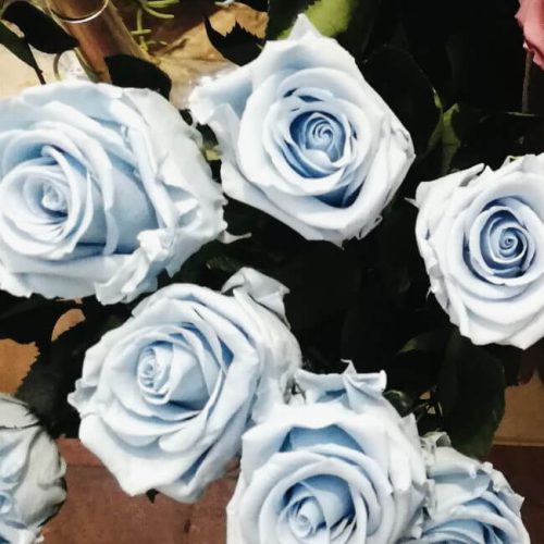 Rosa liofilizada azul