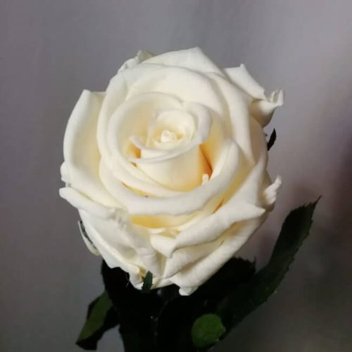 Rosa liofilizada blanca