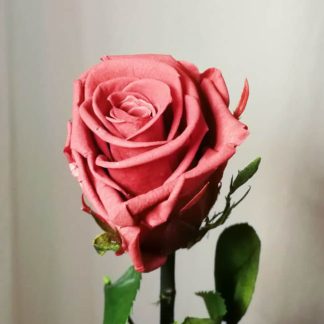 Rosa liofilizada rosa