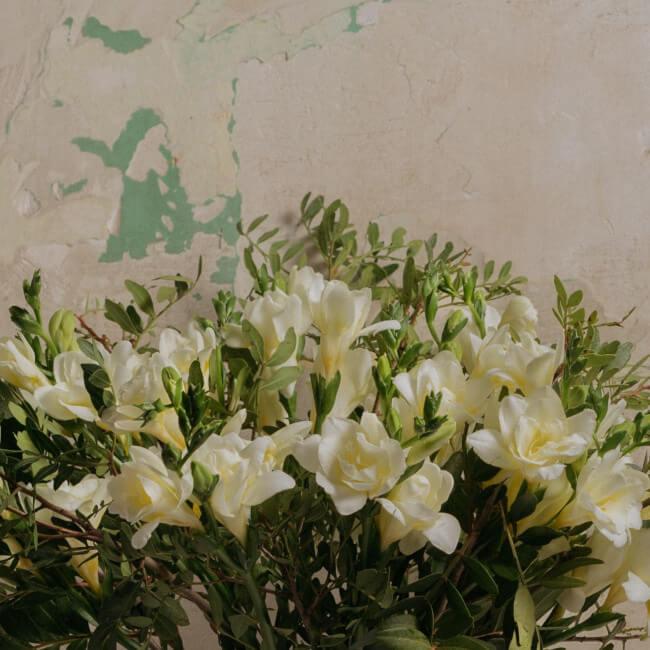 Envío de ramo de fresias a domicilio