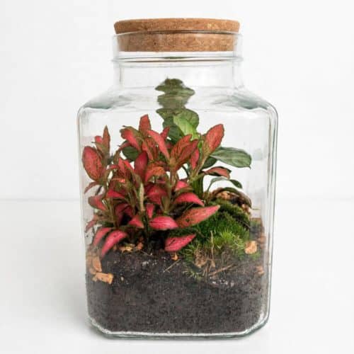 Terrario tropical con Fittonia y Calathea en recipiente de cristal con musgo natural.