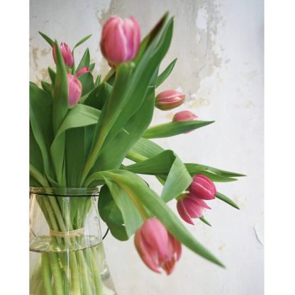 Tulipanes rosas a domicilio